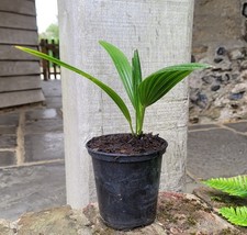Trachycarpus fortunei Chusan