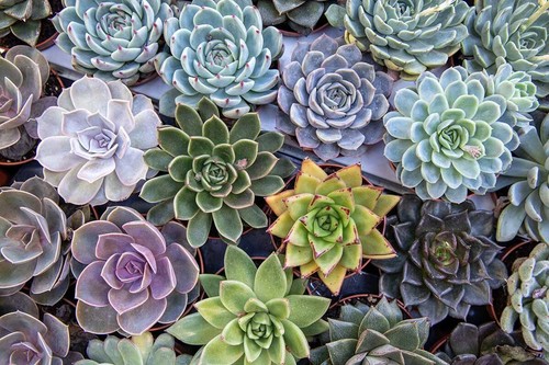 Echeveria mixed varieties - mixed,