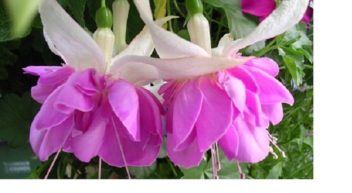 Fuchsia quasar plug - x,