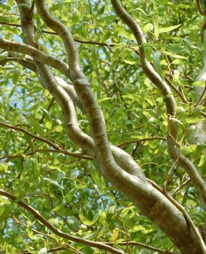 Contorted willow unrooted - x,