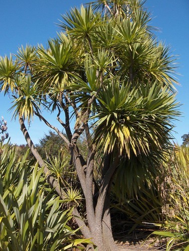 Cordyline australis cabbage - cordyline,
