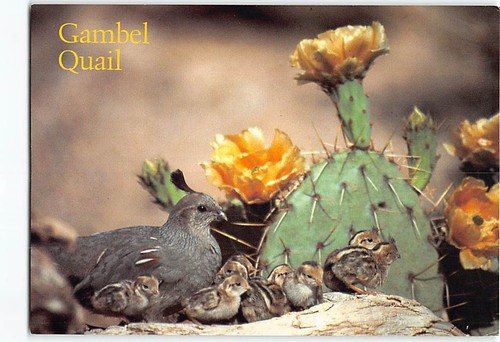 Postcard gambel quail - quail, and