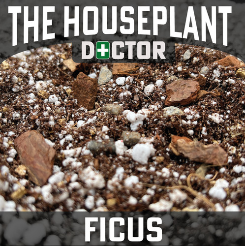 Ficus repotting soil - ficus,