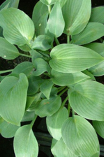 Hosta grey goose small - -,