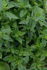 6 x Organic Garden Mint plants, Bare Root , Perennial Hardy Herb
