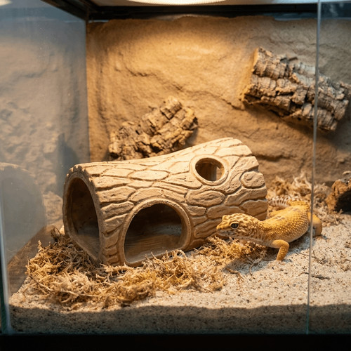 Reptile habitat vivarium - reptile,