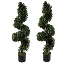 120cm Pair of Spiral Buxus