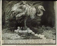 1949 Press Photo Male Rhea Hatching Eggs in Nest at Detroit Zoo - nei56374