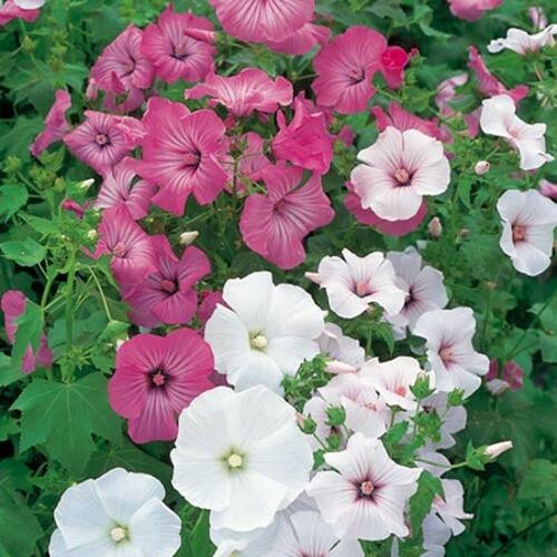 Lavatera seeds mixed 20 - lavatera,