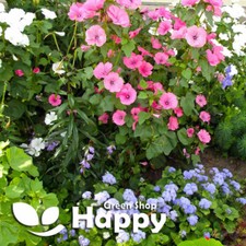 ROSE MALLOW MIX - 300 seeds -