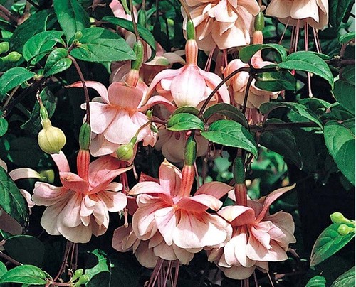 Fuchsia double plug - x,