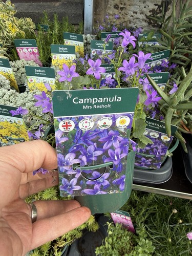 Alpine campanula mrs resholt - alpine,