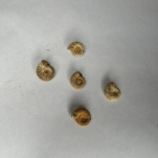 Ammonite (Perisphinctes sp.)