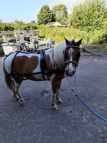 Driving harness shetland - driving,