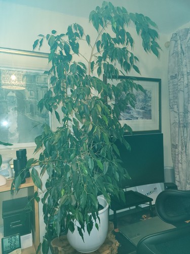 Foot weeping fig indoor - fig,