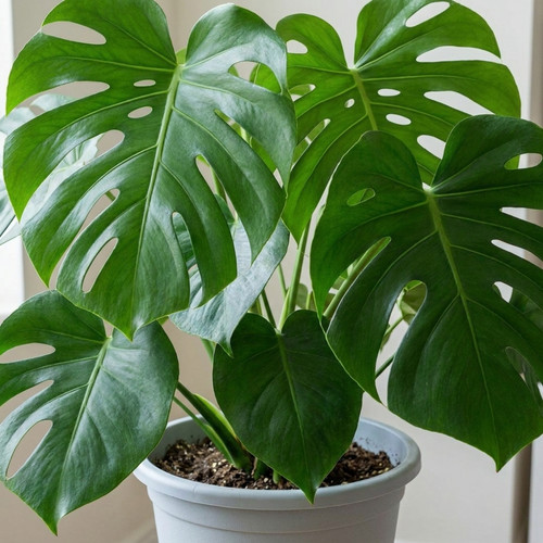 Monstera deliciosa swiss - 1,