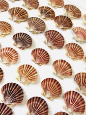 Scallop Shells Flat Natural