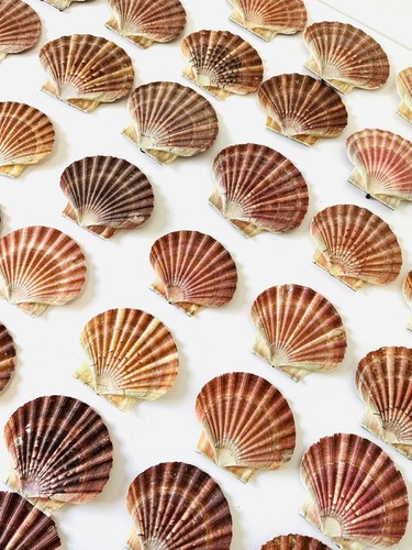 Scallop shells flat - flat, natural