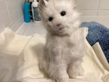 FURREAL FRIENDS CAT 2006,,    UNTESTED