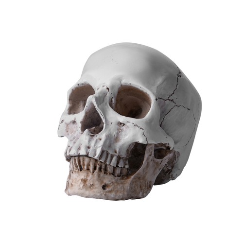 Resin replica life human - resin,