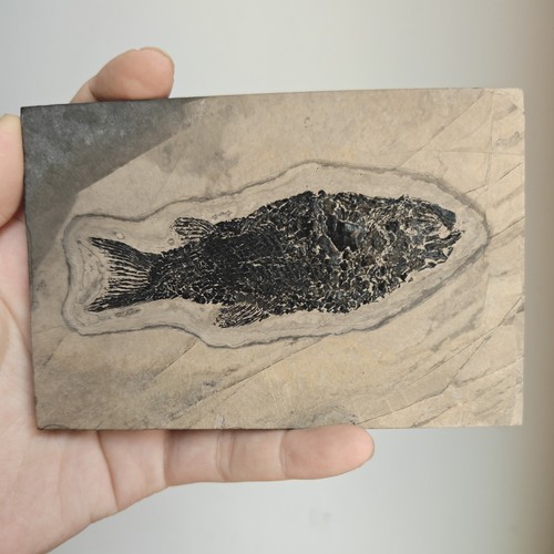 Sinamia zdanskyi fossil fish - sinamia,