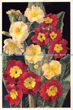 R437790 Polyanthus Primula Polyantha Dixon Postcard
