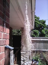 tillandsia usneoides Air Plant COLLECTION ONLY