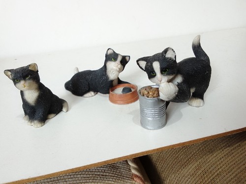 Black and white - , cats