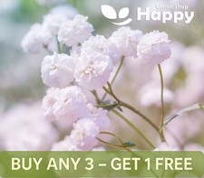 BABY'S BREATH SNOWFLAKE - 500