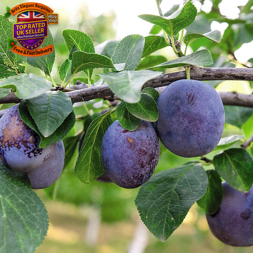 Potted dwarf plum - dwarf, tree