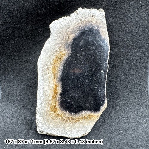 Polished palm tree - , petrified