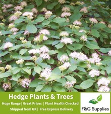 Hedging Dogwood bare root