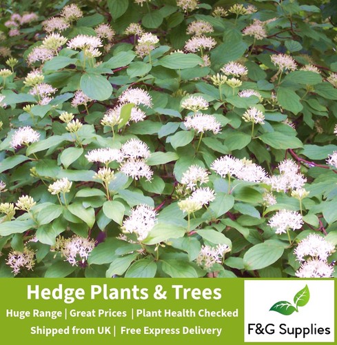 Hedging dogwood bare root - bare,