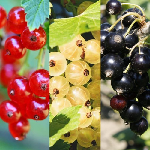 Currant plant mix - currant, 9cm