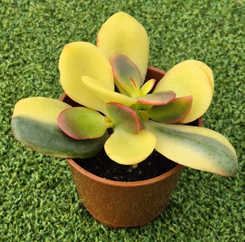 Crassula ovata hummel - crassula, 'hummel's