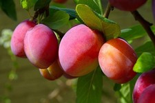 Victoria Plum Fruit Tree 5ft+