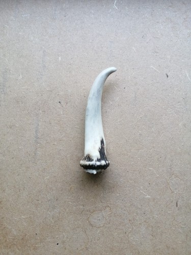 Single muntjac deer antler - deer,