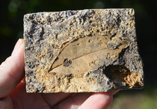 #18 , AMAZING & RARE fossil