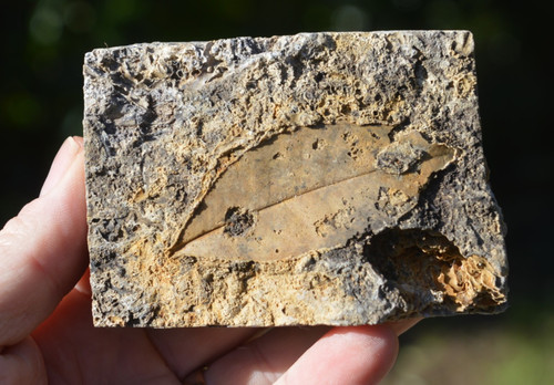 Amazing rare fossil - #18,