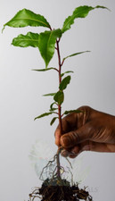 Bay tree (Laurus nobilis) -  An Evergreen shrub, Bare-Rooted Plant