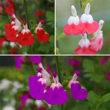 Salvia Lips Hardy Collection