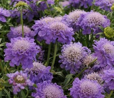 Scabiosa Dwarf (Scabious) Blue