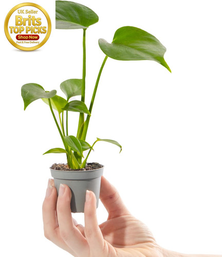 Baby swiss cheese plant - cheese,