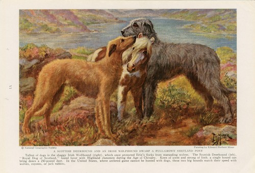 Deerhound irish wolfhound - irish, &