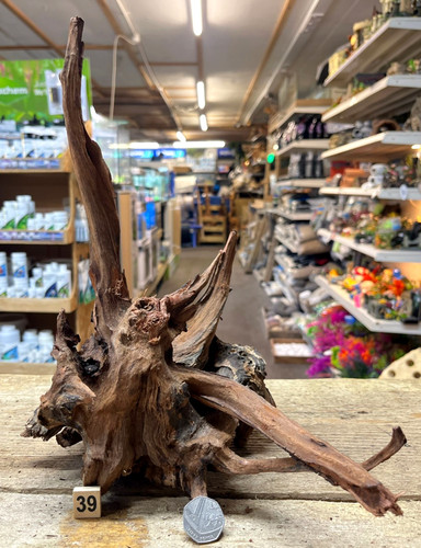 Med large ancient root - , wood