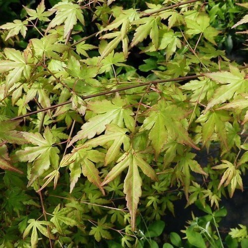 Japanese maple tree - maple,