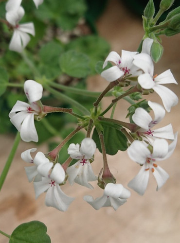 Pelargonium fragrans scented - pelargonium, |