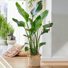 Strelitzia nicolai large - nicolai,