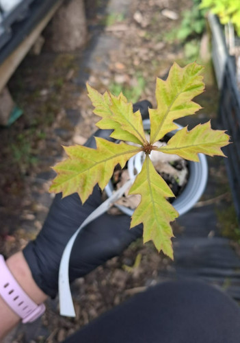 Pin oak tree - tree,, quercus