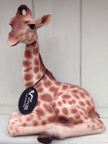 Baby giraffe new - baby,